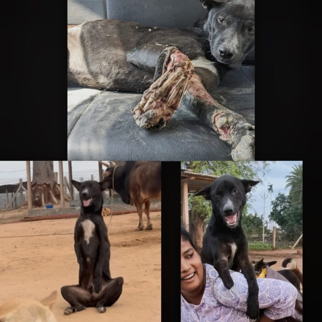 Bhairav, the first dog of the K-NINE family